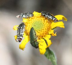 Acmaeodera amabilis 10042802 by Scott Loarie. Used under a CC0 license.