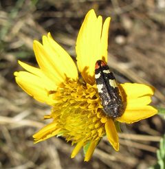 Acmaeodera amabilis 150777572 by Wendy McCrady. Used under a CC BY 4.0 license.