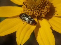 Acmaeodera amabilis 227229216 by Lynn Harper. Used under a CC0 license.