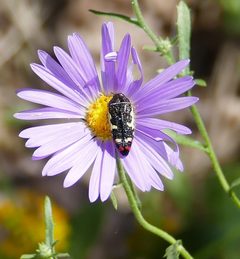 Acmaeodera amabilis 232387263 by Wendy McCrady. Used under a CC BY 4.0 license.