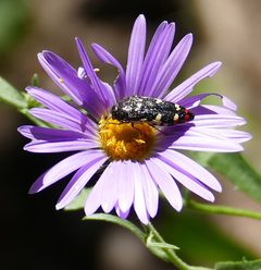 Acmaeodera amabilis 232387293 by Wendy McCrady. Used under a CC BY 4.0 license.