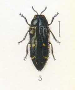 Acmaeodera angelica by Scan by the Internet Archive. Used under a CC0 license.