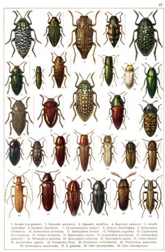 Georgiy Jacobson - Beetles Russia and Western Europe - plate 37 by see in description. Used under a Public domain license.