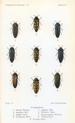 Kerremans.Monographie.des.Buprestides.14 by Scan by the Internet Archive. Used under a Public domain license.