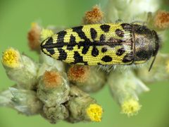 Yellow Jewel Beetle - Flickr - treegrow by Katja Schulz from Washington, D. C., USA. Used under a CC BY 2.0 license.