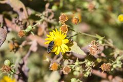 Acmaeodera haemorrhoa by cricketsblog. Used under a CC BY 2.0 license.