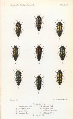 Kerremans.Monographie.des.Buprestides.13 by Scan by the Internet Archive. Used under a Public domain license.