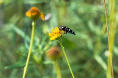 Acmaeodera macra by cricketsblog. Used under a CC BY 2.0 license.