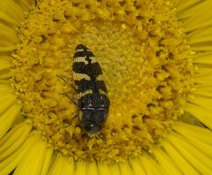Acmaeodera macra P1320878a by 
xpda. Used under a CC BY-SA 4.0 license.