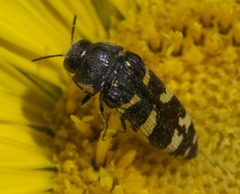 Acmaeodera macra P1320881a by 
xpda. Used under a CC BY-SA 4.0 license.
