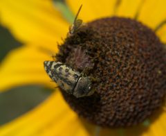 Acmaeodera mixta P1440552a by
xpda. Used under a CC BY-SA 4.0 license.