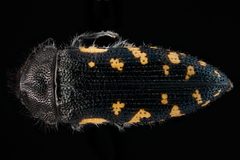 Acmaeodera ornata by USGS Native Bee Inventory and Monitoring Laboratory. Used under a Public domain license.