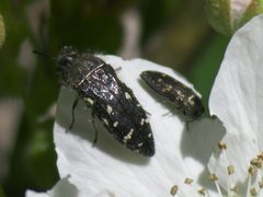 Acmaeodera ornata P1590374a by 
xpda. Used under a CC BY-SA 4.0 license.