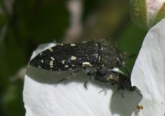 Acmaeodera ornata P1590376a by 
xpda. Used under a CC BY-SA 4.0 license.