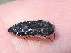 Acmaeodera ornatoides by Sam Kieschnick. Used under a CC BY 4.0 license.