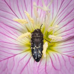 Acmaeodera ornatoides on Primrose by Jgw-atx. Used under a CC BY 4.0 license.