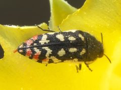 Acmaeodera paradisjuncta by Robert Webster. Used under a CC BY-SA 4.0 license.