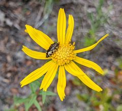 Flat Headed Bald Cypress Sapwood Borer on a Ragwort by RobertJBanach. Used under a CC BY-SA 4.0 license.