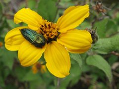 Jewel Beetle - Flickr - treegrow by Katja Schulz from Washington, D. C., USA. Used under a CC BY 2.0 license.