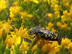 Buprestoidea - Acmaeodera rubronotata by Katja Schulz. Used under a CC BY 2.0 license.