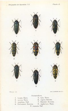Kerremans.Monographie.des.Buprestides.12 by Scan by the Internet Archive. Used under a Public domain license.