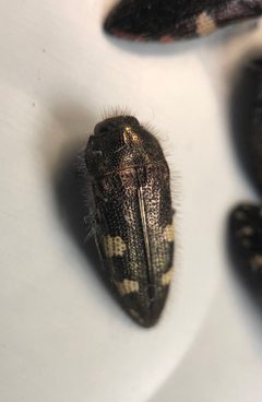 Acmaeodera simulata specimen by nmoorhatch. Used under a CC BY 4.0 license.