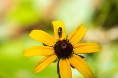 Acmaeodera tubulus by cricketsblog. Used under a CC BY 2.0 license.