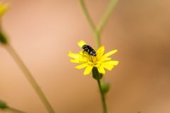 Acmaeodera tubulus - 52160618462 by cricketsblog. Used under a CC BY 2.0 license.