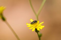 Acmaeodera tubulus - 52161642538 by cricketsblog. Used under a CC BY 2.0 license.