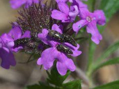 Acmaeodera tubulus P1580470a by 
xpda. Used under a CC BY-SA 4.0 license.