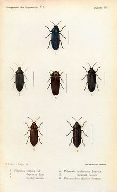 Kerremans.Monographie.des.Buprestides.10 by Scan by the Internet Archive. Used under a Public domain license.