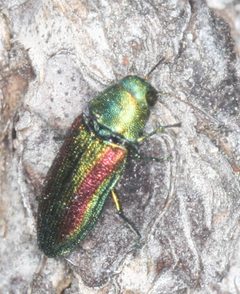 Chrysophana placida by Scott Loarie. Used under a CC0 license.