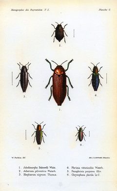 Kerremans.Monographie.des.Buprestides.06 by Scan by the Internet Archive. Used under a Public domain license.