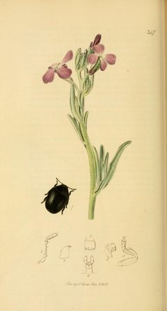 Britishentomologyvolume2Plate347 by John Curtis
. Used under a Public domain license.