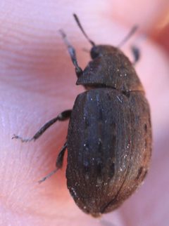 2017 03 27 Byrrhus pilula 2 by Slimguy. Used under a CC BY 4.0 license.