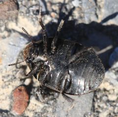2017 03 27 Byrrhus pilula 3 by Slimguy. Used under a CC BY 4.0 license.