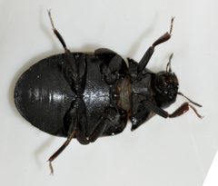 Byrrhus-pilula-07-fws by Francisco Welter-Schultes. Used under a CC0 license.