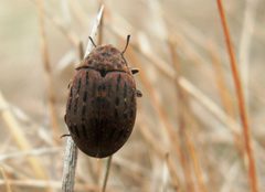 Byrrhus pilula by 



This image is created by user Niek Louwers at Waarneming.nl, a source of nature observations in the Netherlands.
. Used under a CC BY 3.0 license.