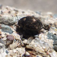 Cytilus alternatus 120025321 by Ben Armstrong. Used under a CC BY 4.0 license.