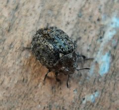 Cytilus alternatus 194391281 by Will Linnard. Used under a CC BY 4.0 license.