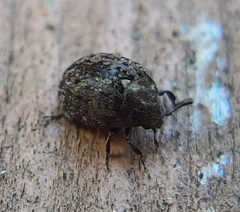 Cytilus alternatus 194391333 by Will Linnard. Used under a CC BY 4.0 license.