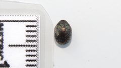 Cytilus alternatus 65453418 by Dan MacNeal. Used under a CC BY 4.0 license.