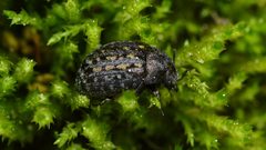Cytilus alternatus 8184712 by Ryan Hodnett. Used under a CC BY-SA 4.0 license.