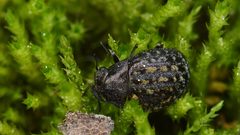 Cytilus alternatus 8184713 by Ryan Hodnett. Used under a CC BY-SA 4.0 license.