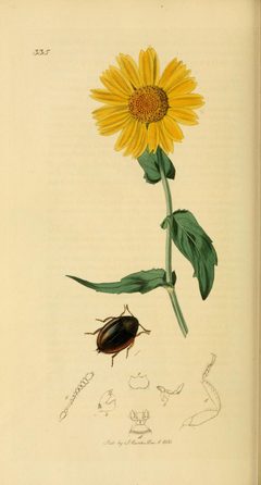 Britishentomologyvolume2Plate335 by John Curtis
. Used under a Public domain license.