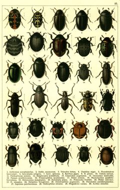 Georgiy Jacobson - Beetles Russia and Western Europe - plate 21 by see in description. Used under a Public domain license.