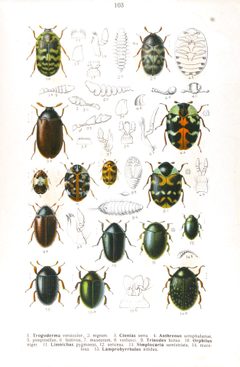 Reitter-1911-plate103 by Edmund Reitter
. Used under a Public domain license.