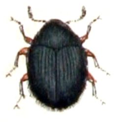 Simplocaria.semistriata.-.calwer.16.23 by Emil Hochdanz
. Used under a Public domain license.