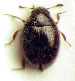 Simplocaria semistriata by M. Virtala. Used under a Copyrighted free use license.