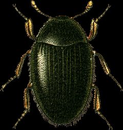 Simplocaria semistriata Jacobson by Georgiy Jacobson. Used under a Public domain license.